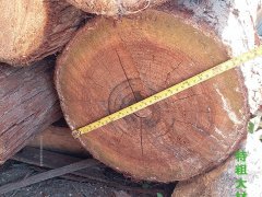本地香杉木条 杉木桩 支撑竿 木方木条板材 木屋木柱用材